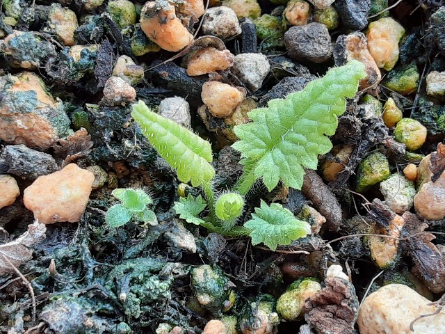 f:id:kainuma-k5:20210306153137j:plain