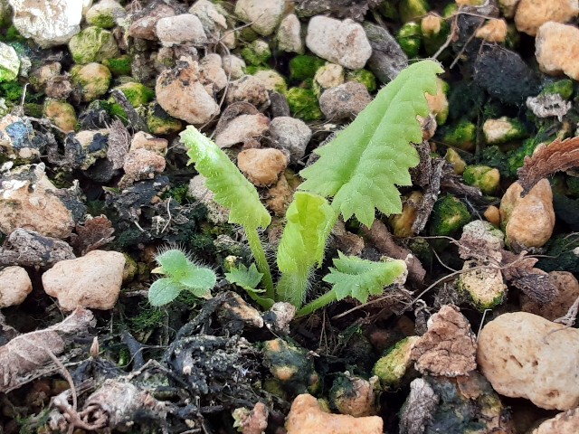 f:id:kainuma-k5:20210310133002j:plain