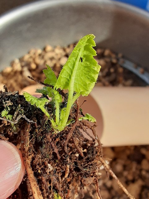 f:id:kainuma-k5:20210310133037j:plain