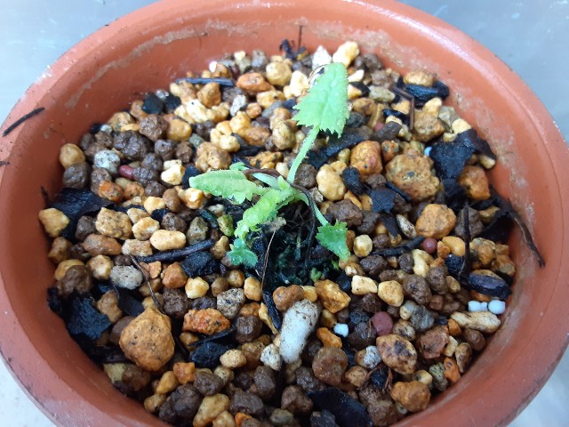 f:id:kainuma-k5:20210310133205j:plain