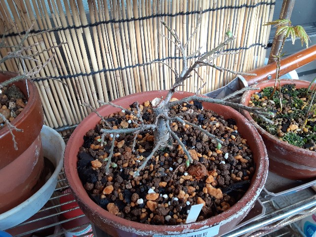 f:id:kainuma-k5:20210320100030j:plain