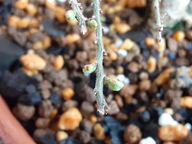 f:id:kainuma-k5:20210320100100j:plain