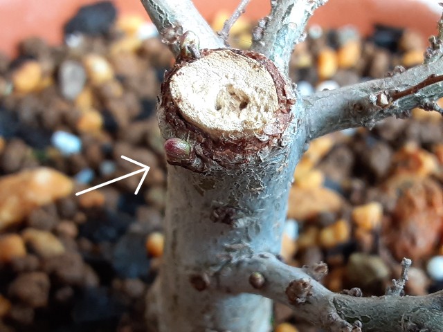 f:id:kainuma-k5:20210320100239j:plain