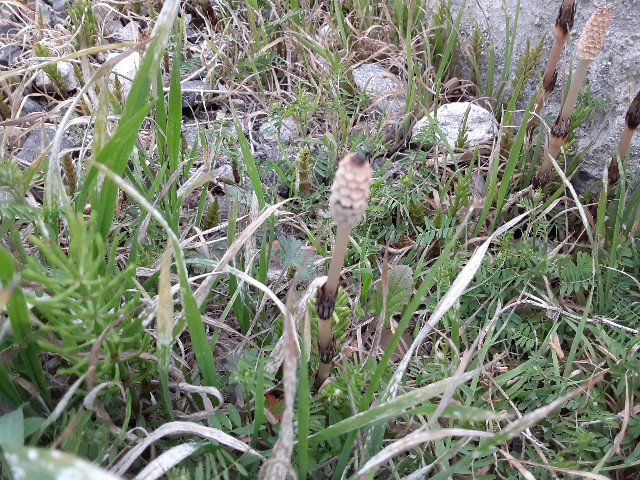 f:id:kainuma-k5:20210320100652j:plain