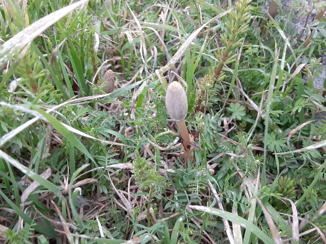 f:id:kainuma-k5:20210320100712j:plain