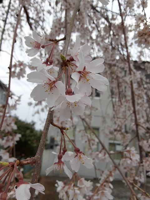 f:id:kainuma-k5:20210320100732j:plain