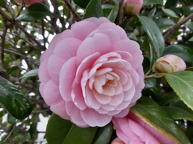 f:id:kainuma-k5:20210320100751j:plain