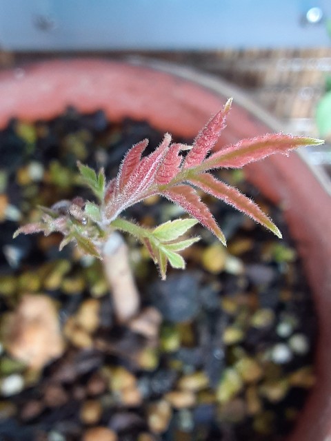 f:id:kainuma-k5:20210320101135j:plain