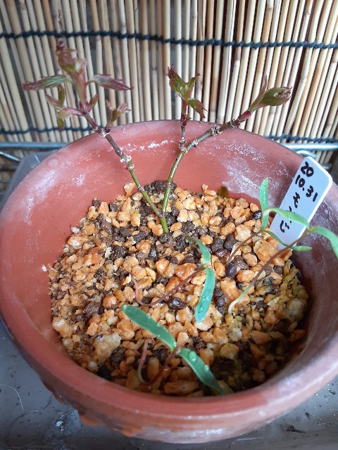 f:id:kainuma-k5:20210320143809j:plain