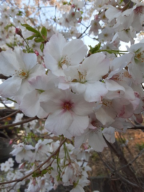 f:id:kainuma-k5:20210327150951j:plain