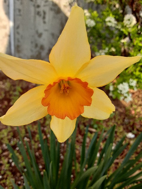 f:id:kainuma-k5:20210327151012j:plain