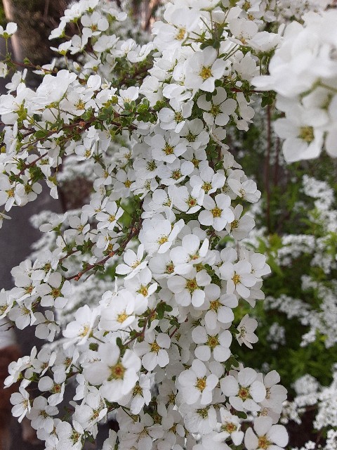 f:id:kainuma-k5:20210327151031j:plain