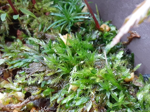 f:id:kainuma-k5:20210328124833j:image