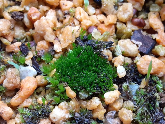 f:id:kainuma-k5:20210328124902j:image