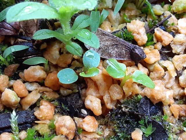 f:id:kainuma-k5:20210331142430j:plain