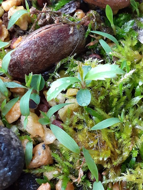 f:id:kainuma-k5:20210331150534j:plain