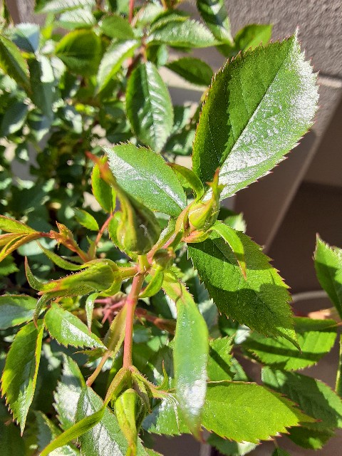 f:id:kainuma-k5:20210411144612j:plain