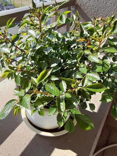 f:id:kainuma-k5:20210411144721j:plain