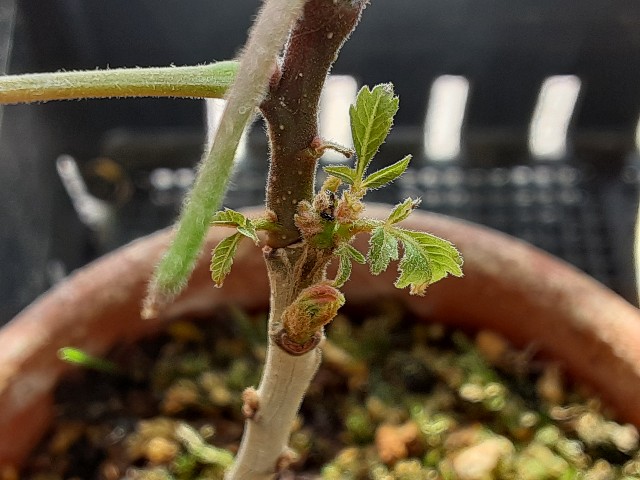 f:id:kainuma-k5:20210424093036j:plain