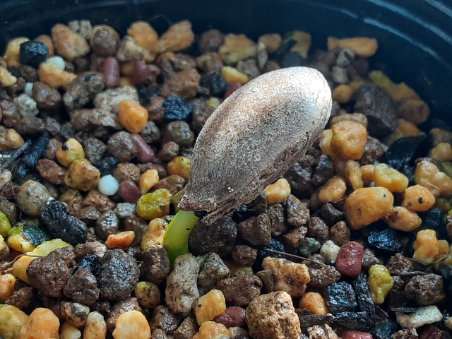 f:id:kainuma-k5:20210424094225j:plain