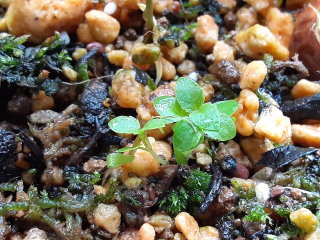 f:id:kainuma-k5:20210508052106j:plain