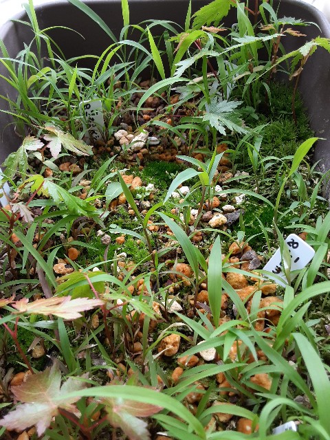 f:id:kainuma-k5:20210509132440j:plain