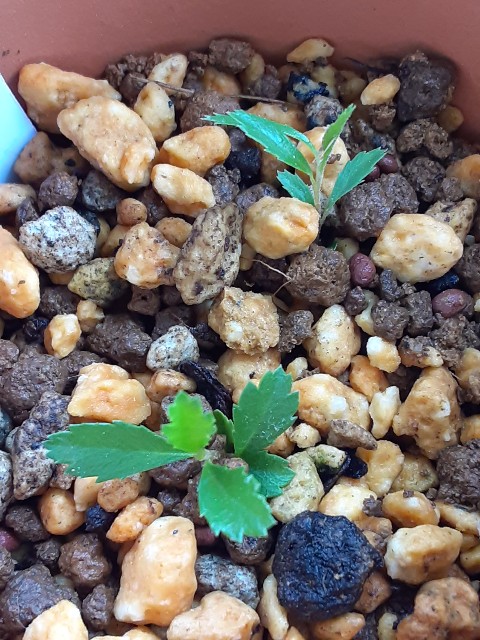 f:id:kainuma-k5:20210509132534j:plain