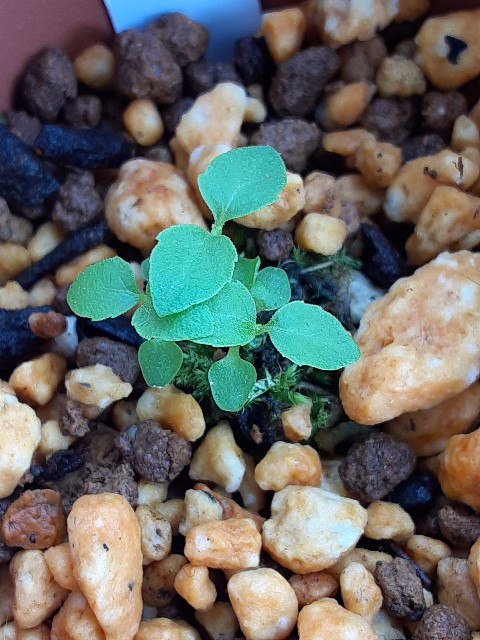 f:id:kainuma-k5:20210509132546j:plain