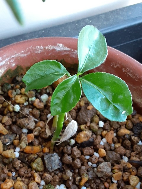 f:id:kainuma-k5:20210515152606j:plain