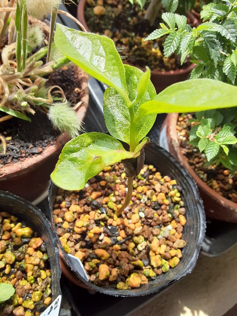 f:id:kainuma-k5:20210526100636j:plain