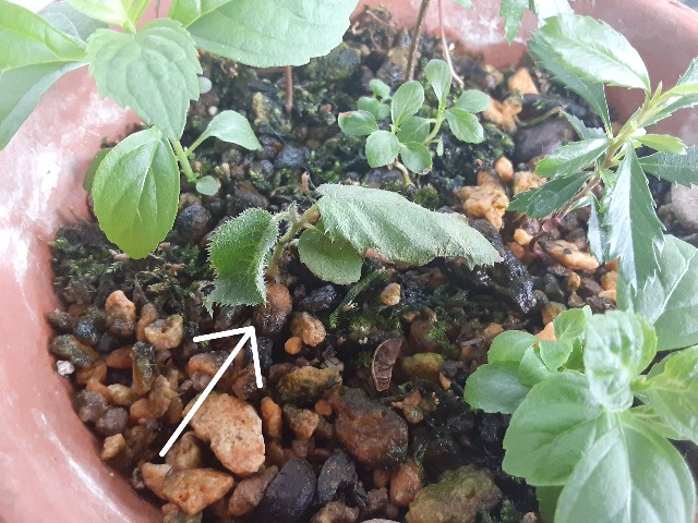 f:id:kainuma-k5:20210606161502j:plain