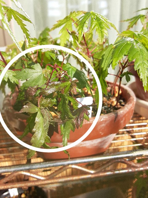 f:id:kainuma-k5:20210608121423j:plain