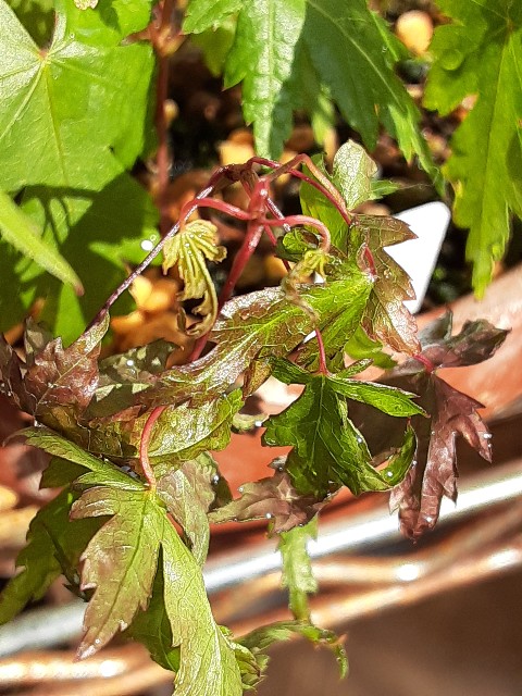 f:id:kainuma-k5:20210608121440j:plain