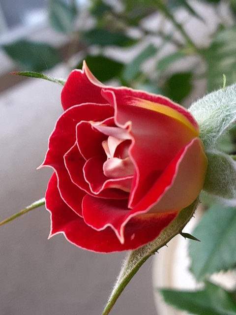 f:id:kainuma-k5:20210609122145j:plain