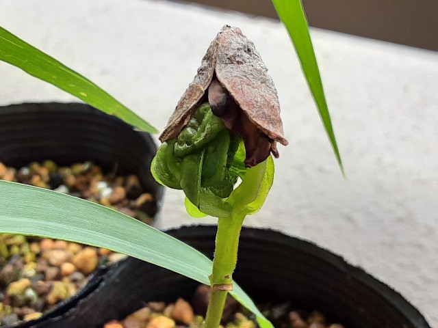 f:id:kainuma-k5:20210612185157j:plain