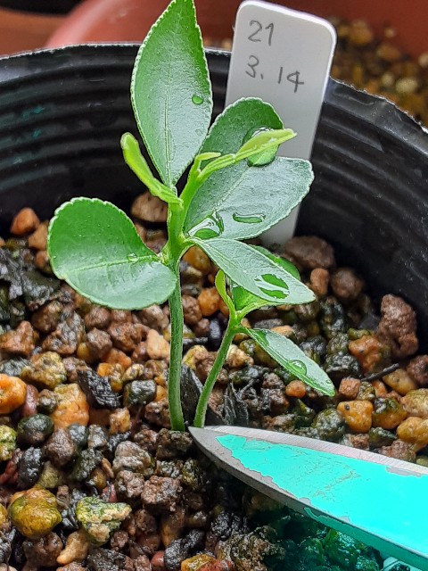 f:id:kainuma-k5:20210613090503j:plain