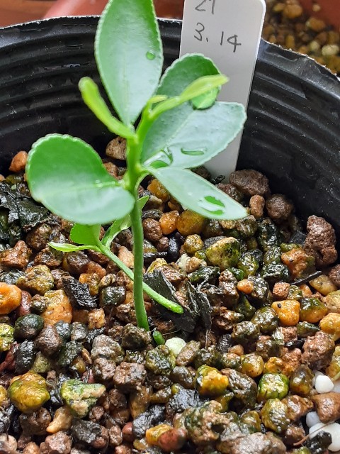 f:id:kainuma-k5:20210613090607j:plain