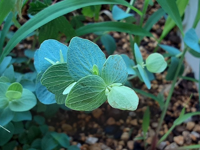 f:id:kainuma-k5:20210619180616j:plain