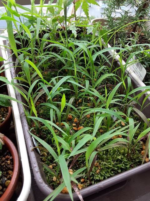 f:id:kainuma-k5:20210619180754j:plain