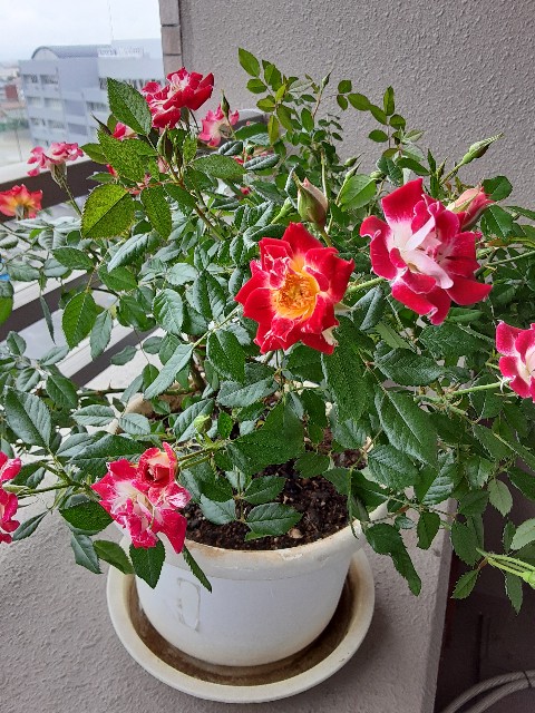 f:id:kainuma-k5:20210619181016j:plain