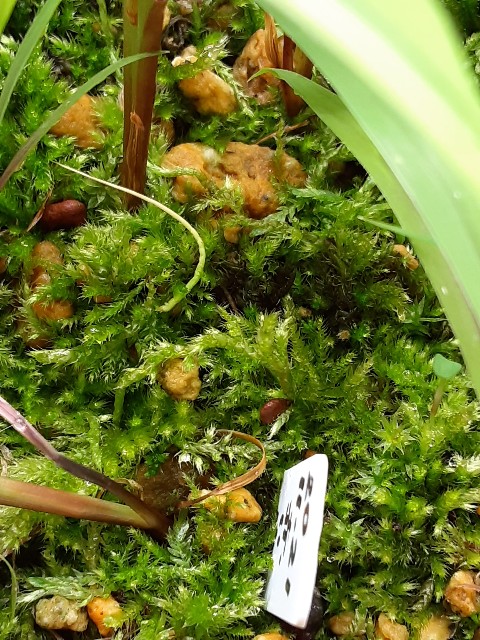 f:id:kainuma-k5:20210623080812j:plain