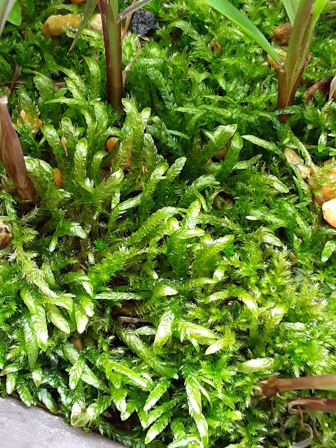 f:id:kainuma-k5:20210623080836j:plain