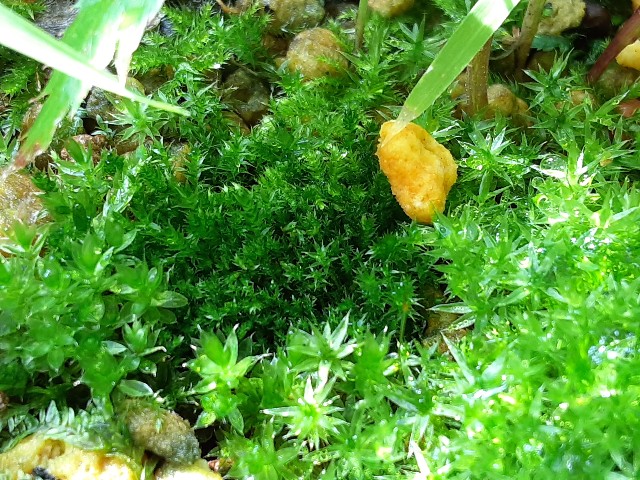 f:id:kainuma-k5:20210623081532j:plain