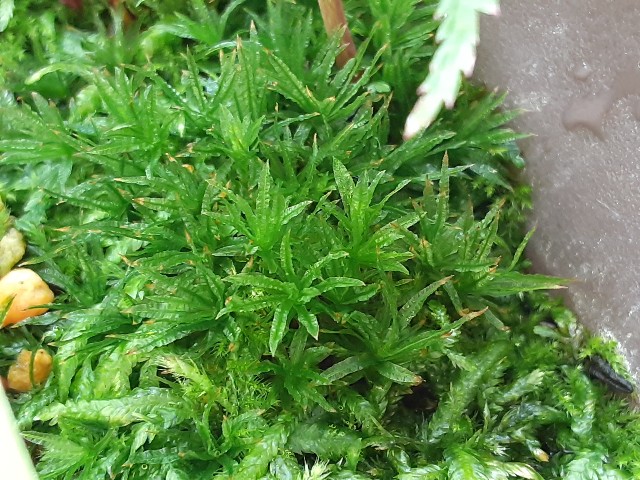 f:id:kainuma-k5:20210623081547j:plain