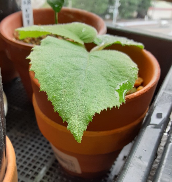 f:id:kainuma-k5:20210623082036j:plain