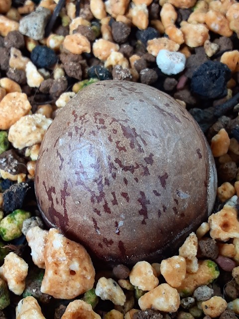 f:id:kainuma-k5:20210623083003j:plain