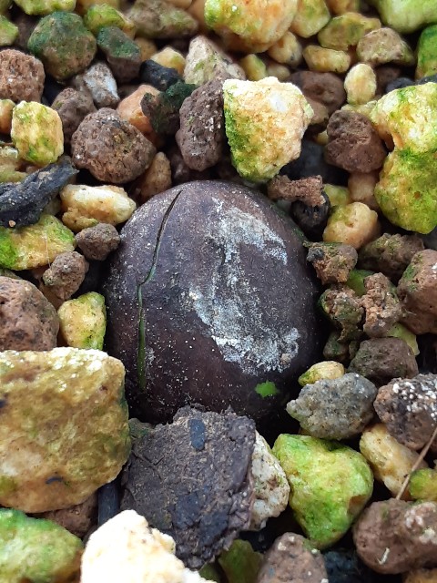 f:id:kainuma-k5:20210623083117j:plain