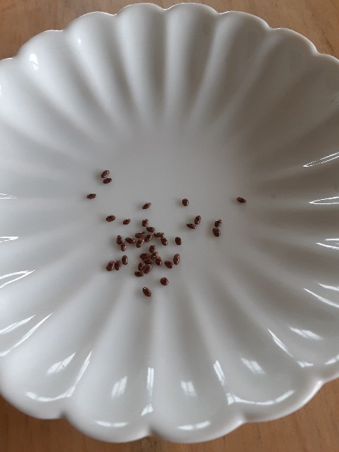 f:id:kainuma-k5:20210627160540j:plain