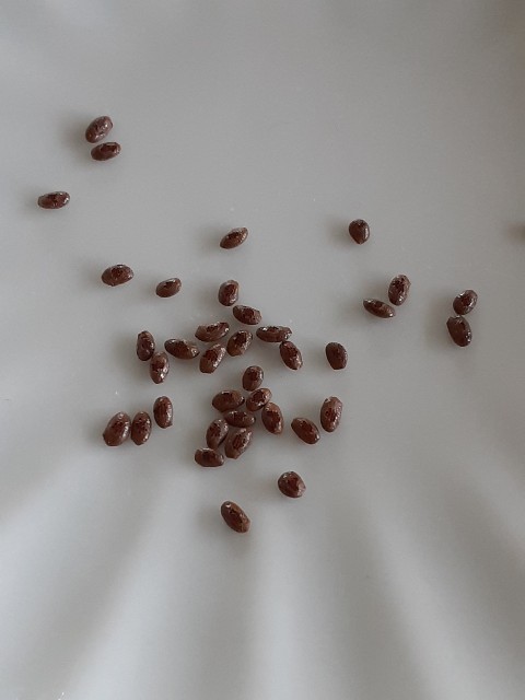 f:id:kainuma-k5:20210627160611j:plain