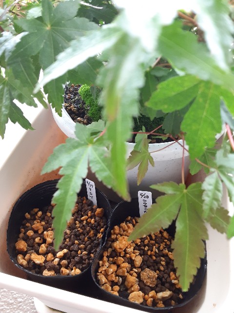 f:id:kainuma-k5:20210627160740j:plain